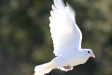 First dove released